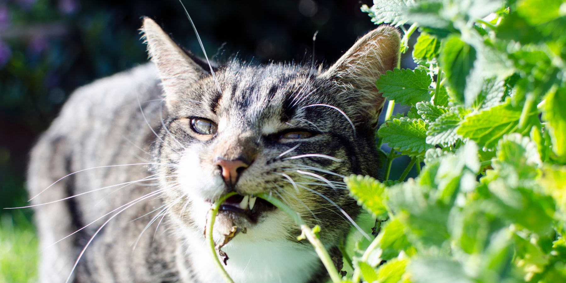 Are Cats Naturally Drawn to Plants?